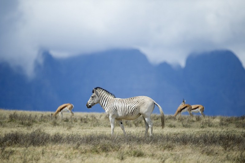Rau quagga walk on Elandsfontein farm, in the Riebeeck Valley, near Wellington, about 90km from Cape Town, February 3, 2016. u00e2u20acu201d AFP pic