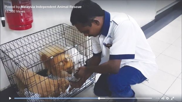 nA screengrab showing the dogs scrambling for food after their rescue in a video posted by Malaysia Independent Animal Rescue on its Facebook page. n