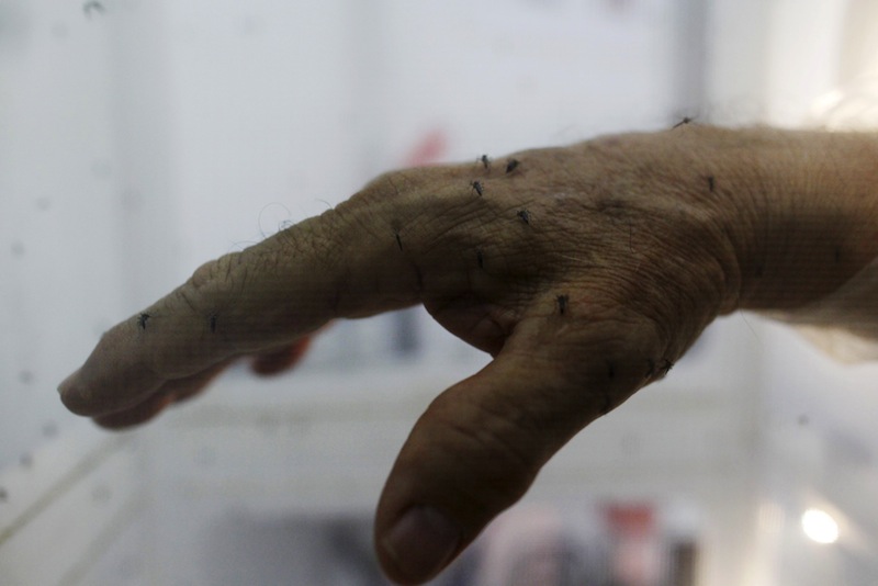 Female Aedes aegypti mosquitoes are seen on the hand of a health technician in a laboratory conducting research on preventing the spread of the Zika virus. u00e2u20acu201d Reuters pic