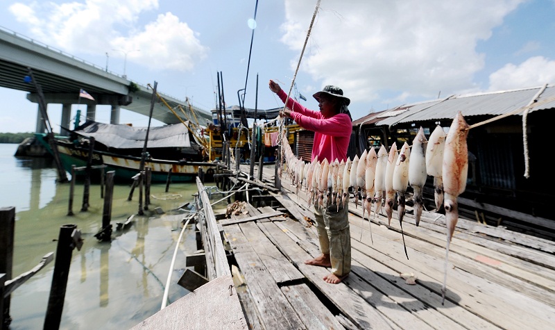 A fisherman dries freshly-caught squids under the scorching sun at Tanjung Api, Kuantan March 16, 2016. u00e2u20acu201d Bernama pic