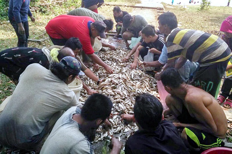 Wave after wave had brought ashore dead fish, possibly due to the rise in sea temperature brought on by the El Nino phenomenon. u00e2u20acu201d Bernama pic
