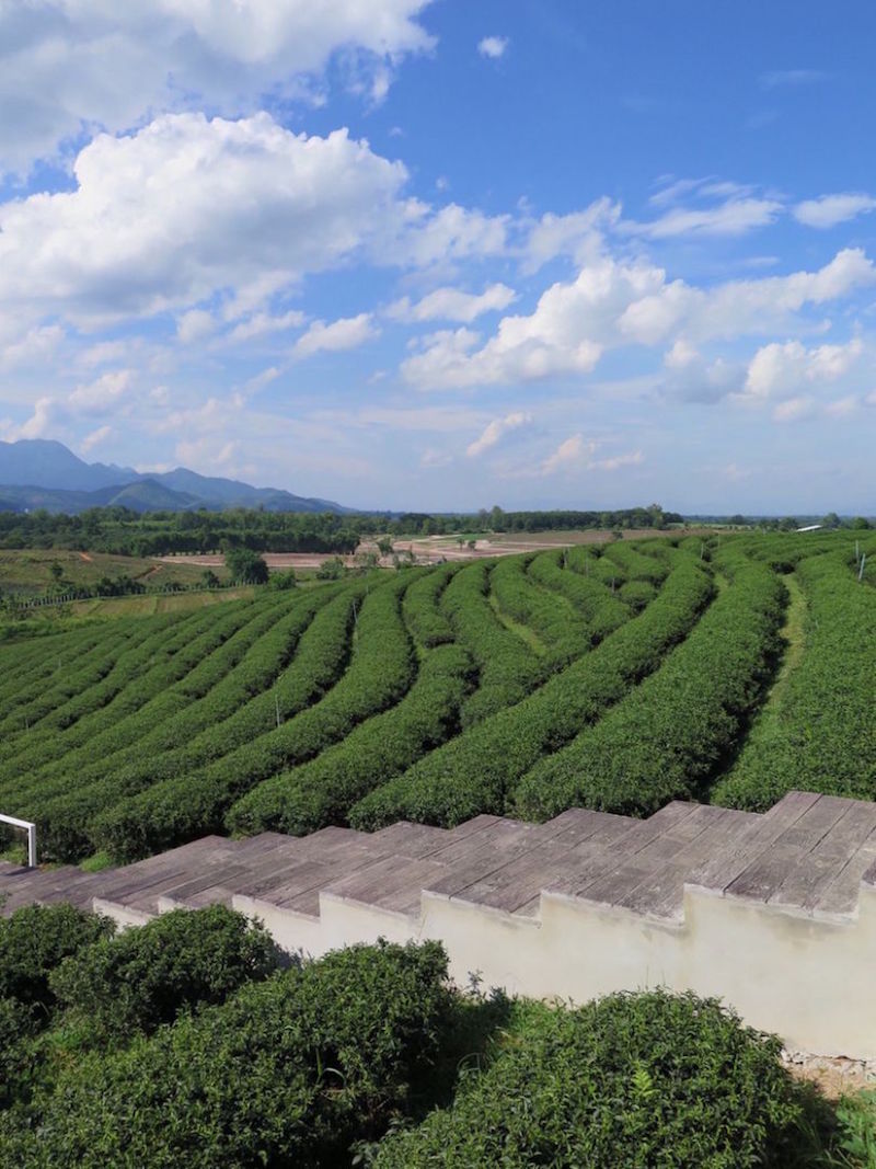 The Choui Fong tea plantation in the Mae Chan district of Chiang Rai. — TODAY pic