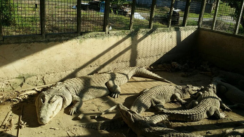 Some of the crocodiles that were seized by Sarawaku00e2u20acu2122s GOF Battalion 11. They were kept without a license in a pig farm in Jalan Sungai Pinang, Bau, March 22, 2016. Initial investigations revealed that as many as 16 saltwater crocodiles are bred for dispo