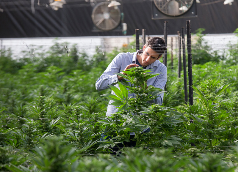 An Israeli agricultural engineer inspects marijuana plants at the BOL (Breath Of Life) Pharma greenhouse in the countryu00e2u20acu2122s second-largest medical cannabis plantation, near Kfar Pines in northern Israel, on March 9, 2016. u00e2u20acu201d AFP pic