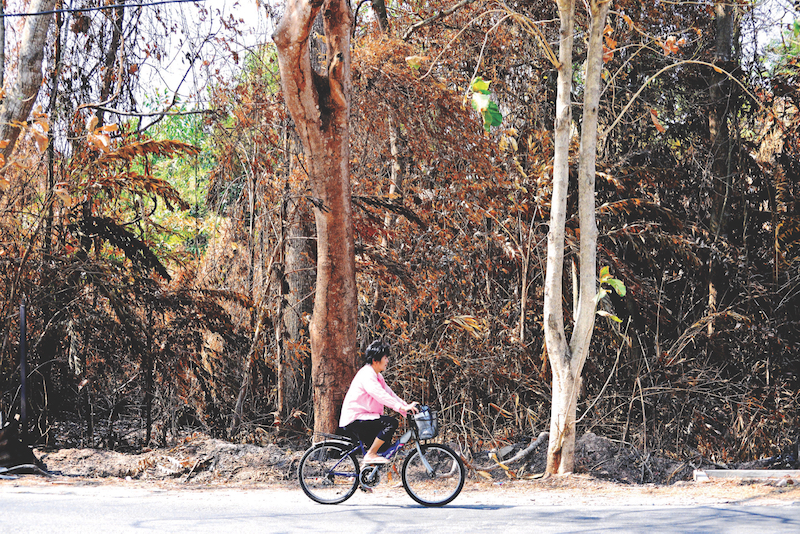A woman cycles past a dried-up patch of forest in Chuping. u00e2u20acu201d Picture by R. Mahgeshan