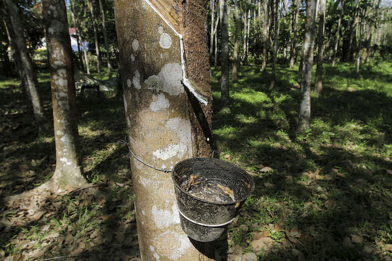 The price of unprocessed rubber has been on the decline for several years, dipping to as low as RM1.60 per kilo of rubber cup lump in the peninsula and RM1.30 in east Malaysia last month. ― Picture by Yusof Mat Isa