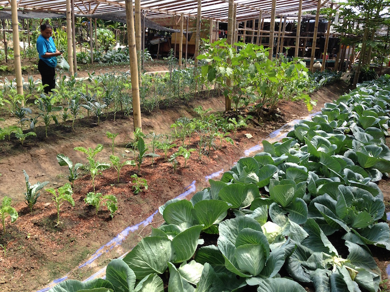 Cabbages are among some 15 vegetables planted at Signal Hill Eco Farm at any one time. The farm prides itself in its natural farming methods and no pesticides rule, which yield beautiful, healthy produce in the middle of the city. — Picture by Julia Chan