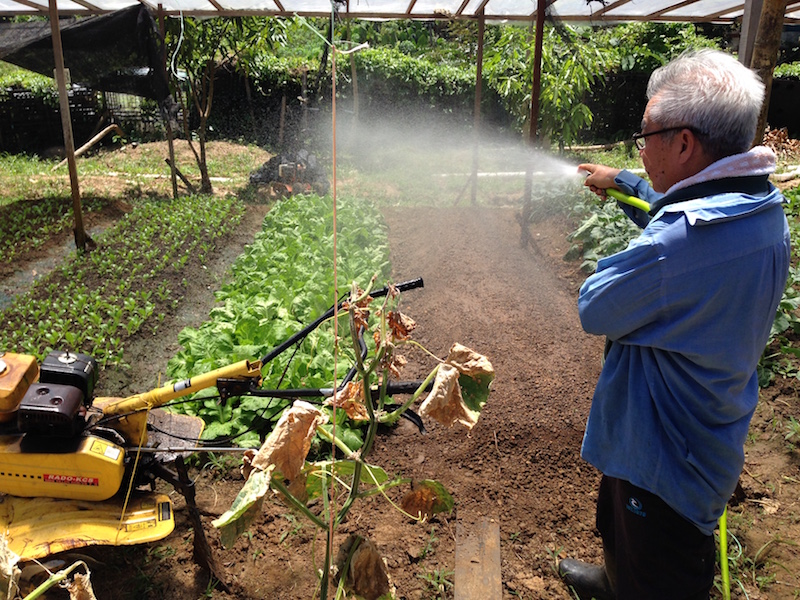 Owner Lee Thien Fook can be found at the farm on most days, tending to his plants or talking to his customers. — Picture by Julia Chan