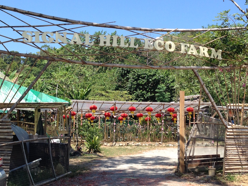 Owner Lee Thien Fook came up with the idea to work his mother-in-law’s ancestral land in Signal Hill to offer healthy, home grown organic vegetables to cancer patients, an idea that has grown into the thriving business that it is today. — Picture by Julia Chan