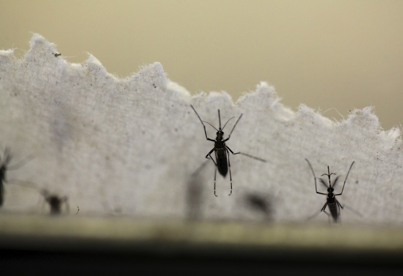 Aedes aegypti mosquitoes are seen at the Laboratory of Entomology and Ecology of the Dengue Branch of the US Centers for Disease Control and Prevention in San Juan, March 6, 2016. u00e2u20acu201d Reuters pic