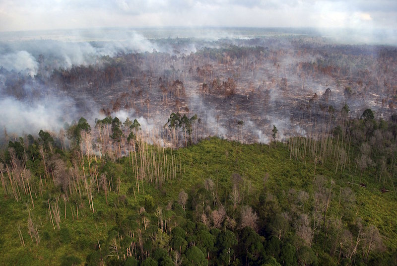 As forest fires raged like never before across Indonesia last year, President Joko Widodo announced he was setting up a special agency to tackle the annual scourge that shrouds neighbouring countries in choking haze. But, with this season’s fires already blazing, the Peatlands Restoration Agency is still more idea than reality. — Reuters pic