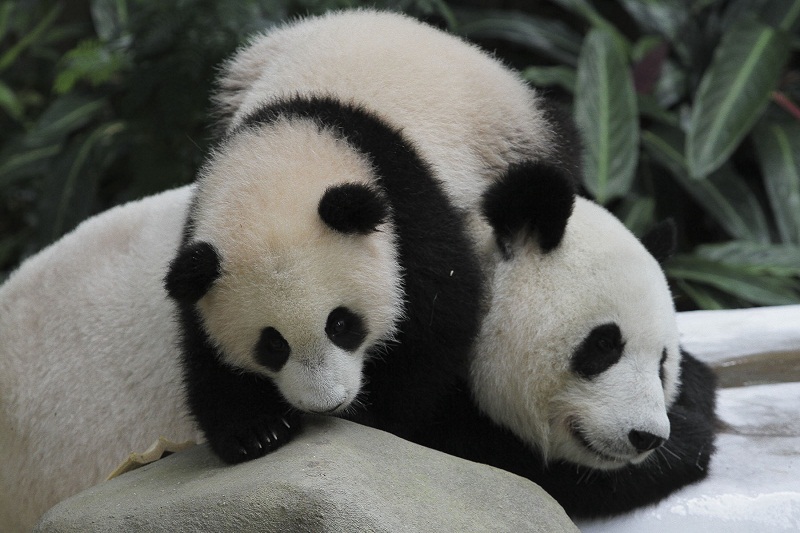 u00e2u20acu02dcNuan Nuanu00e2u20acu2122 the baby panda plays with her mother, Liang Liang at the Giant Panda Conservation Centre at the National Zoo, in Kuala Lumpur April 7. u00e2u20acu201d Picture by Yusof Mat Isa