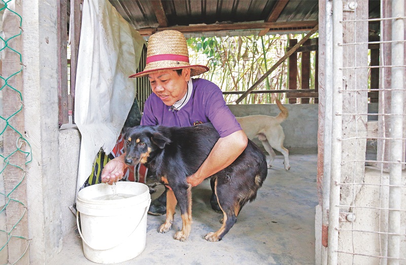 Kelly Tan, 62, gives water to a stray near her home in Tanjung Rambutan. Ipoh has been hit with scorching temperatures over the last few weeks, resulting in an increase of heat-related ailments among pets. u00e2u20acu201d Picture by Marcus Pheong