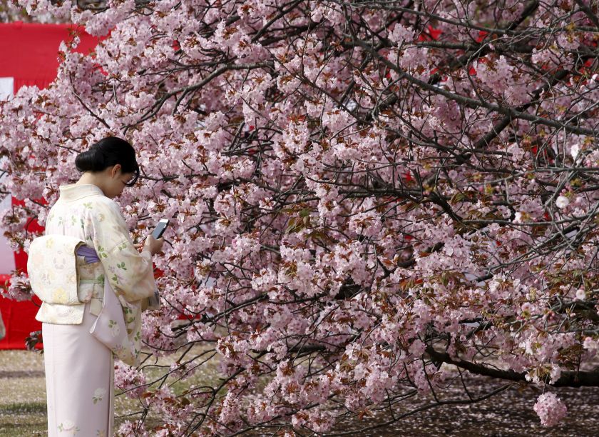 A kimono-clad woman takes photos of cherry blossoms before a cherry blossom viewing party hosted by Japanu00e2u20acu2122s Prime Minister Shinzo Abe at Shinjuku Gyoen park in Tokyo, Japan April 9, 2016. u00e2u20acu201d Reuters pic