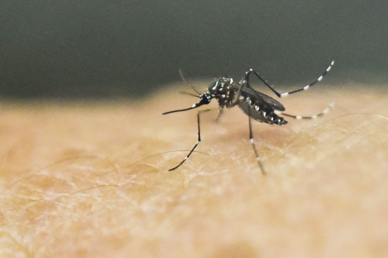 An Aedes aegypti mosquito. u00e2u20acu201d AFP pic