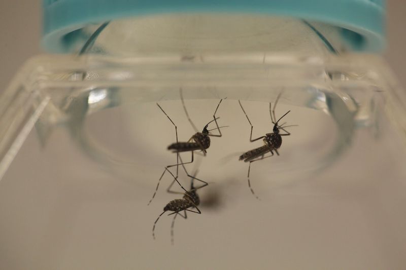 Aedes aegypti mosquitoes are seen at the Laboratory of Entomology and Ecology of the Dengue Branch of the US Centers for Disease Control and Prevention in San Juan March 6, 2016. u00e2u20acu201d Reuters pic