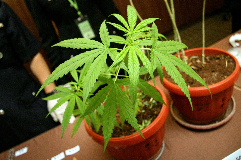 Some of the eight cannabis plants owned by an Iranian men were seized on Wednesday in a condominium in Cheras exhibited during a press conference in Kuala Lumpur April 29, 2016. u00e2u20acu201d Bernama pic
