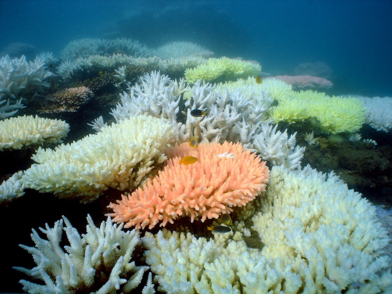 An undated handout photo received from Australian Institute of Marine Science on October 2, 2012 shows bleaching on a coral reef at Halfway Island in Australia's Great Barrier Reef. u00e2u20acu201d AFP pic