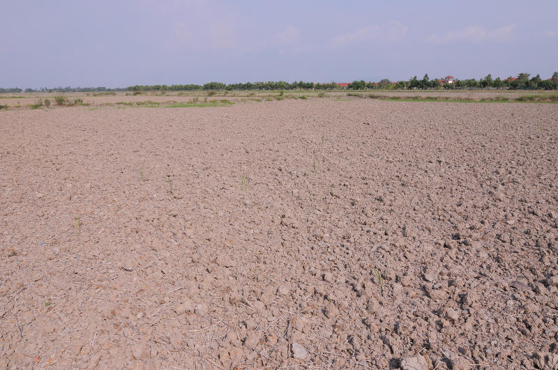 Picture shows a patch of dried-up rice farmland in north Seberang Perai, April 22, 2016. The majority of paddy farmers, who cannot obtain water for irrigation, will try to plant with dry seeds next month due to water shortage. u00e2u20acu201d Picture by KE Ooi