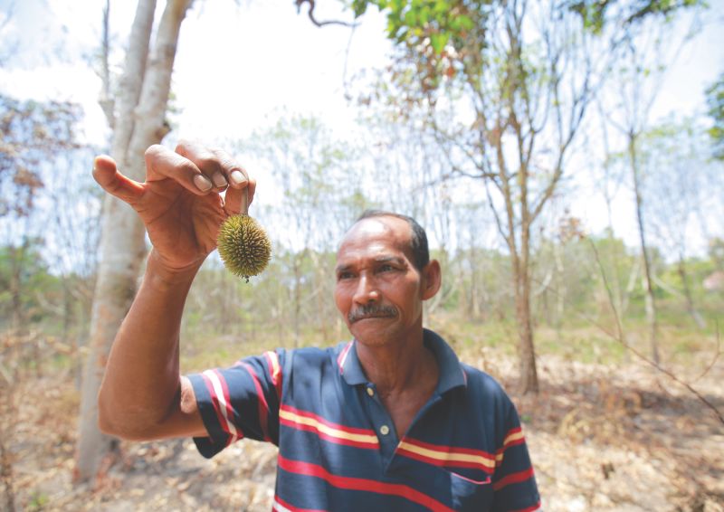 Ghazalie, 45, looks at a durian that fell after three months due to the extreme heat. u00e2u20acu201d Picture by Marcus Pheong