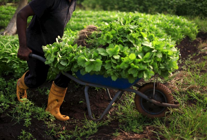 A farmer pushes a wheelbarrow of vegetable at his farm in Klang, outside Kuala Lumpur in this February 12, 2014 file photo. u00e2u20acu201d Reuters pic