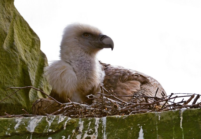 A male vulture broods an abandoned egg at Tierpark Nordhorn Zoo, in Lower Saxony, Germany, April 26, 2016. u00e2u20acu201d AFP picn