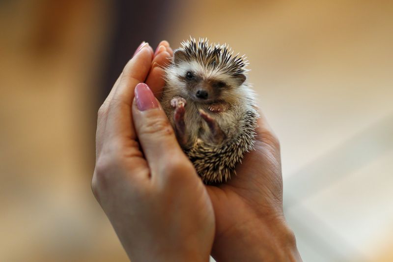 The resident hedgehog was offered reprieve from the cold with its 'stand-in'. — Reuters pic