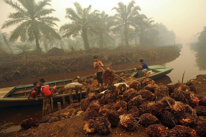 A worker unloads palm fruit at a palm oil plantation in Peat Jaya, Jambi province on the Indonesian island of Sumatra September 15, 2015 in this photo taken by Antara Foto. u00e2u20acu201d Reuters pic 