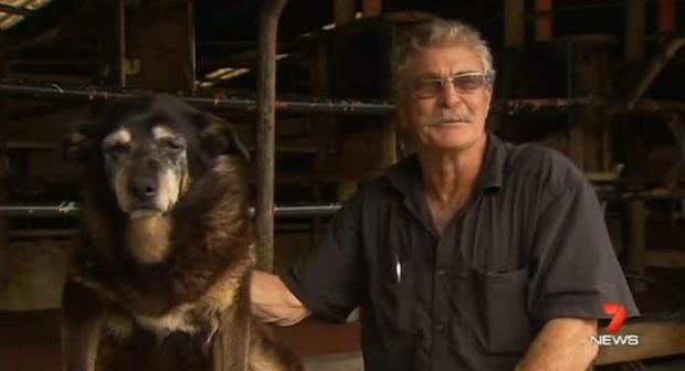 Dairy farmer Brian McLaren poses with Maggie during an interview. u00e2u20acu201d Screen grab from Facebook.com/7NewsPerth