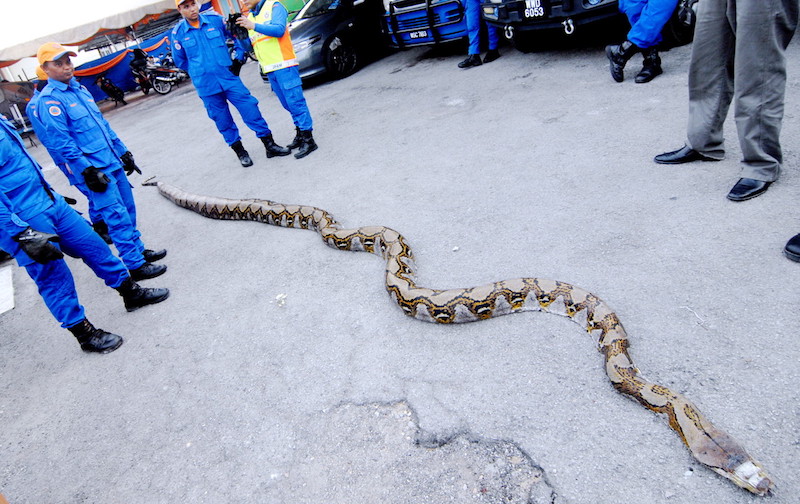 The python is said to be eight metres long and weighs 250kg. — Bernama pic