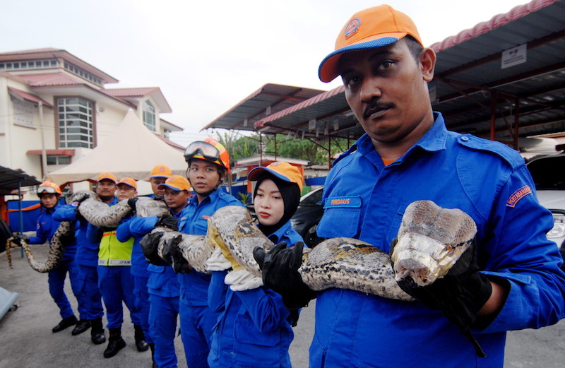 Civil Defence Department personnel pose with the eight-metre-long python that was caught at a construction site in Paya Terubong, Penang, April 7, 2016. u00e2u20acu201d Bernama picn