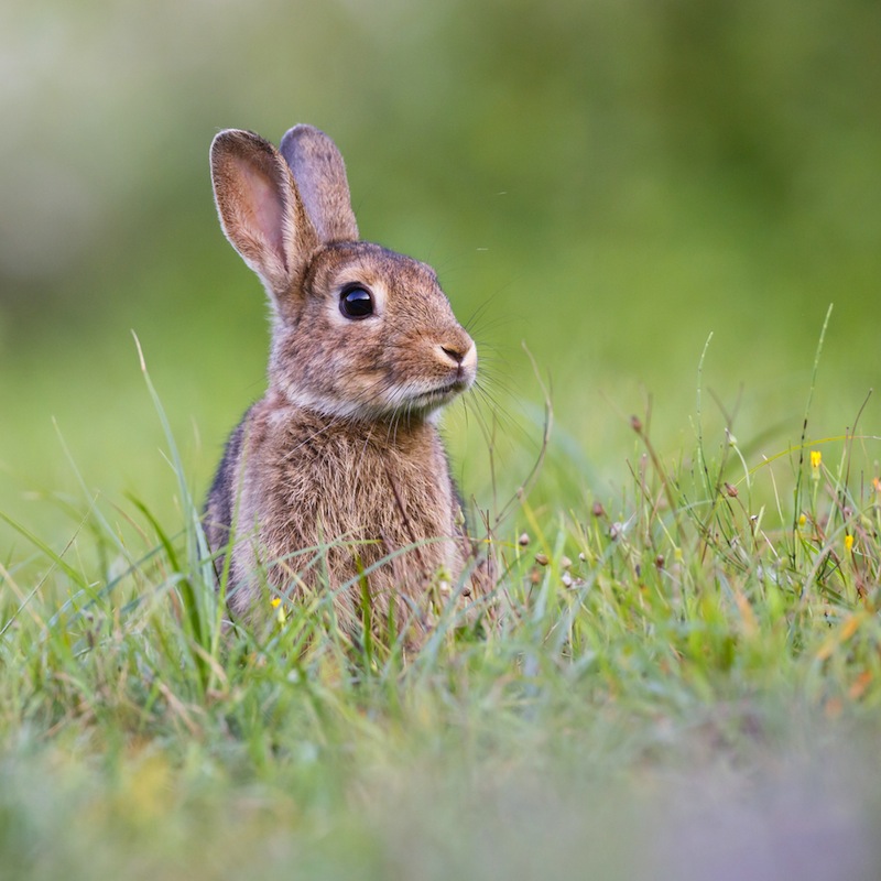 'Watership Down' takes place in the fields and meadows of southern England. u00e2u20acu201d AFP pic
