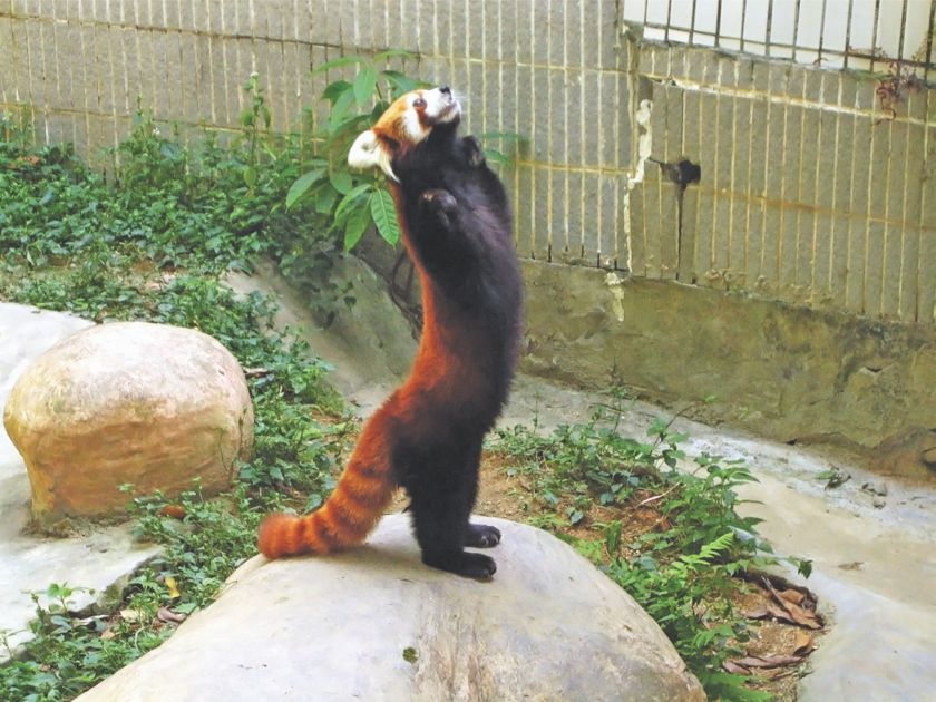 The red panda is threatened by its shrinking habitat and poachers who hunt it for its fur and meat. u00e2u20acu201d Picture by Daniel Wong