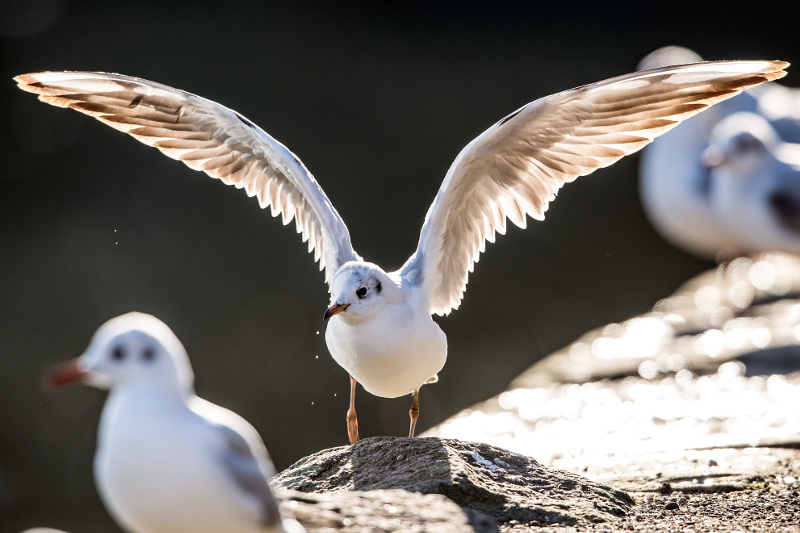 A seagull is pictured on February 16, 2016 in Duesseldorf, Germany. u00e2u20acu201d AFP pic