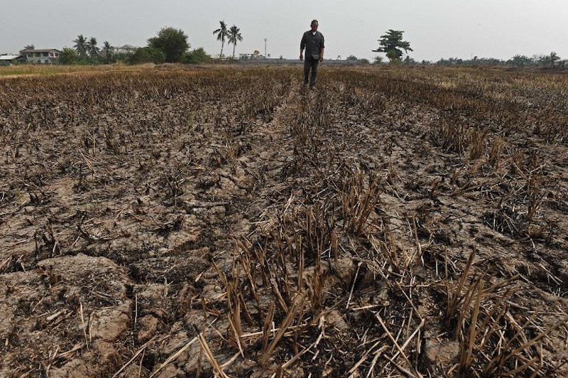 A farmer walks at his drought-hit rice field in Nonthaburi province, outside Bangkok, March 23, 2016. u00e2u20acu201d AFP picn