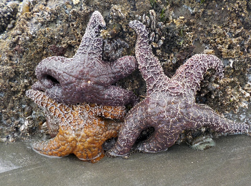 This file photo taken on August 5, 2015 shows Ochre sea stars (Pisaster ochraceus), also called starfish, in the tidepools of Kalaloch Beach 3 in the Olympic National Park, near Forks, Washington. u00e2u20acu201d AFP pic
