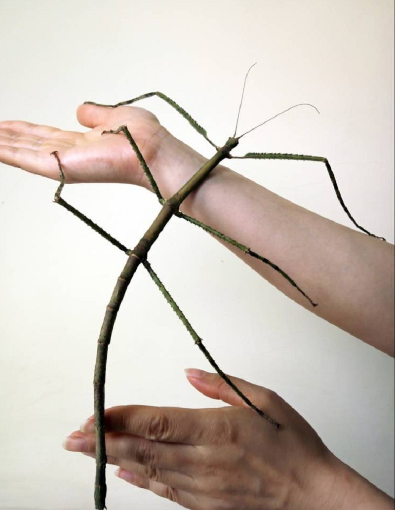 A stick insect measuring 62.4 centimetres found two years ago in the southern province of Guangxi has broken the record for length among the worldu00e2u20acu2122s 807,625 known insects. Picture courtesy of Li Qianwei/Xinhua News Agency/AFP 