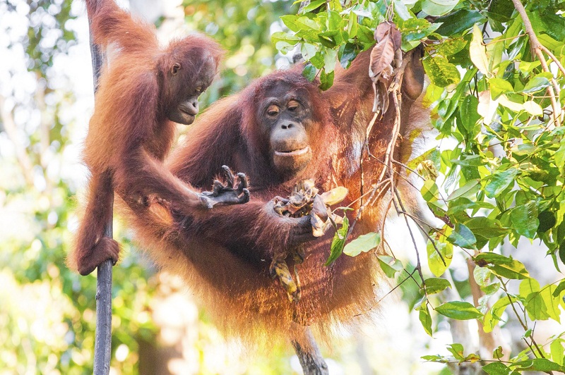 The famous orangutans of Borneo. 