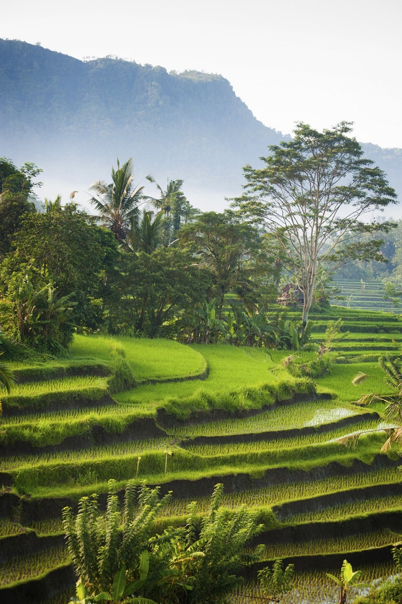 Rice terraces on the island of Bali.