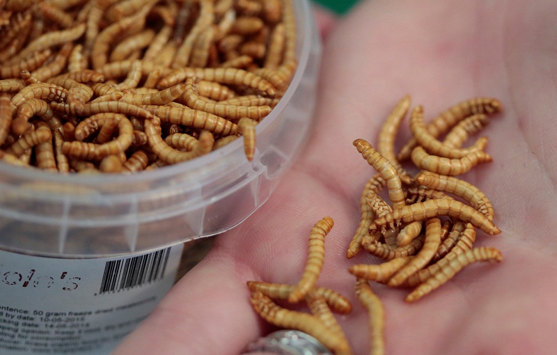 Bugs on the menu at Swiss supermarket in European first | Malay Mail