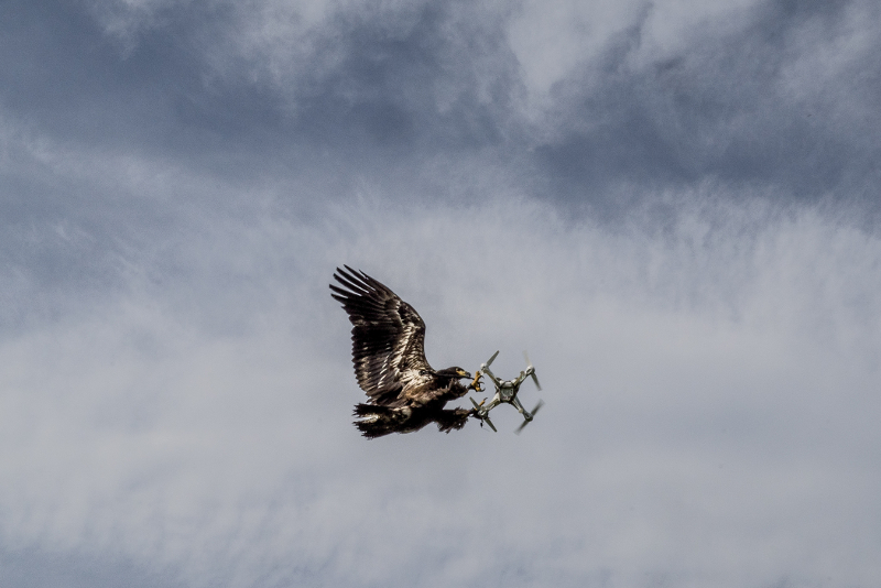 An eagle from Guard From Above, a security company training eagles to intercept drones, tackles a drone in the air, in Katwijk, Netherlands, May 10, 2016. u00e2u20acu201d Picture by Andrew Testa/The New York Times