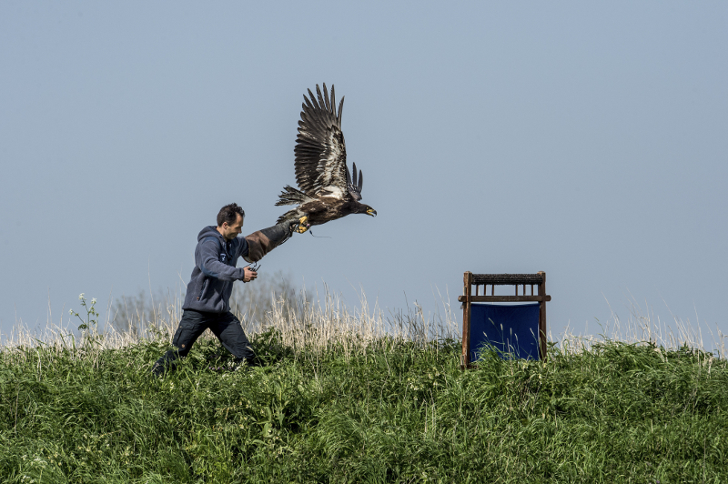 An eagle and its handler from Guard From Above, a security company training eagles to intercept drones, during training in Katwijk, Netherlands, May 10, 2016.