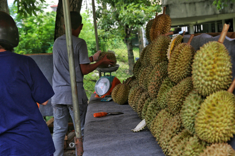 The 2016 durian season may be already here as seen in this picture of a roadside stall in Taman Kinrara, May 24, 2016. u00e2u20acu201d Picture by Saw Siow Feng