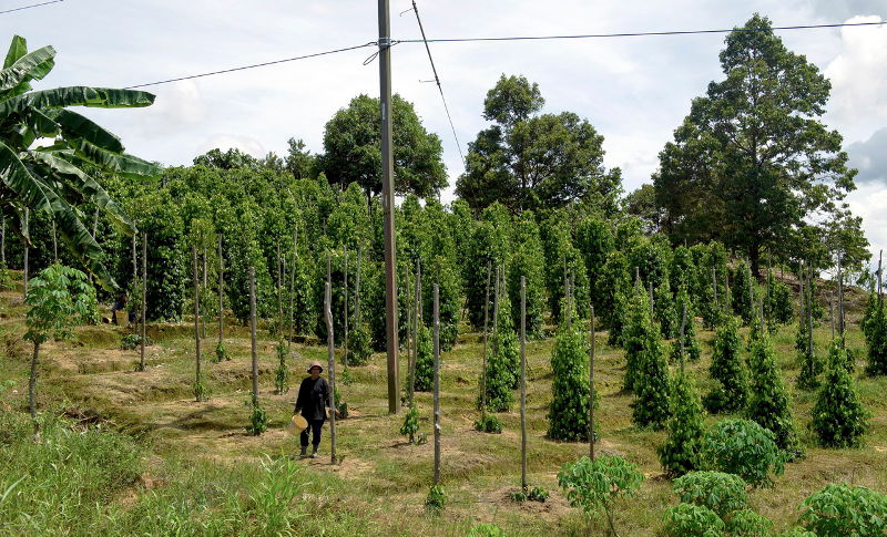 An acre of land under pepper cultivation is a source of sustenance for retired policeman Sungam Salleh, 68, at his farm in Sri Aman, Sarawak. u00e2u20acu201d Bernama pic