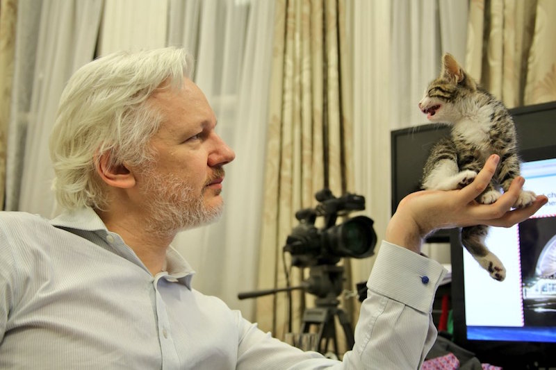 Julian Assangeu00e2u20acu2122s new kitten has already posted a few pithy tweets. u00e2u20acu201d Picture from Twitter.com/EmbassyCat