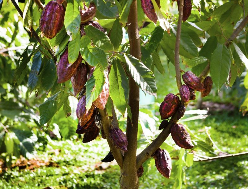 Togo produces some 10,000 tonnes of cocoa beans every year. u00e2u20acu201d AFP picn