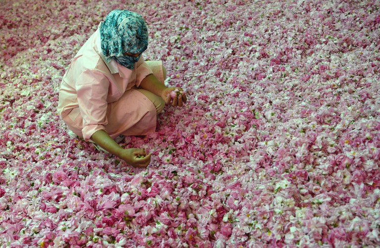 A Moroccan woman sorts Damask Roses (Rosa Damascena) buds, which are notably used to make cosmetic products, at a co-operative on May 14, 2016 outside the town of Kelaat Mgouna, at the foot of the High Atlas Mountains in Morocco. u00e2u20acu201d AFP pic