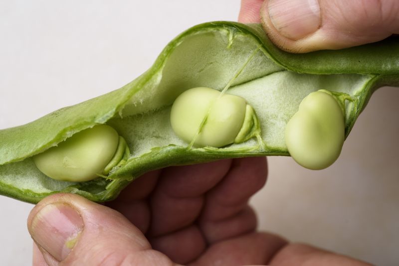 Fava beans inside the pod. 