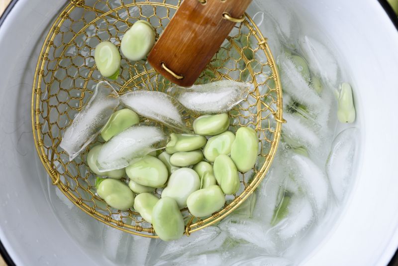 Unshelled fava bean resting in an ice bath.