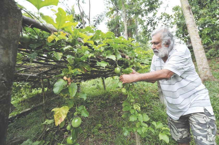 The water war has left Rafi without enough water for his fruit tree. u00e2u20acu201d Malay Mail pic